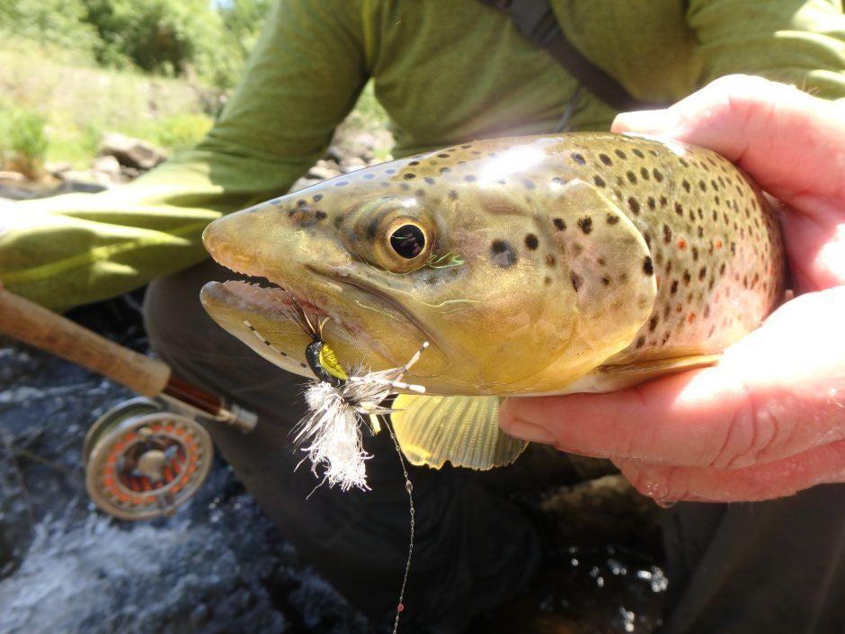 Brown Trout Membership