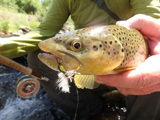 Brown Trout Donation