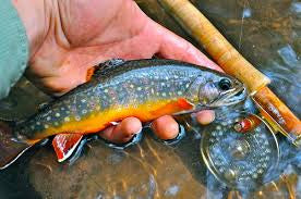 Brook Trout Donation